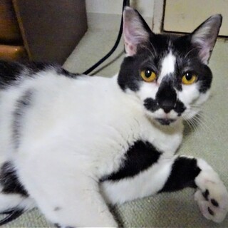 大人しい牛柄模様のゆうくん、エイズ陽性