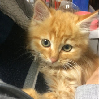 新しい家族に会えました。モフモフな男の子です