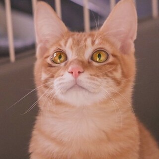 【茶トラ】人のお膝でリラックス「グラ」くん