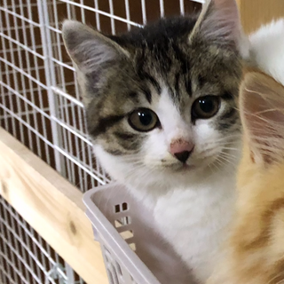 新しい家族が見つかったキジ白ちゃん♀です