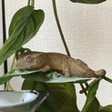 クレステッドゲッコー CB 性別不明