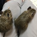 2020.11.8生まれデグーの赤ちゃん里親募集
