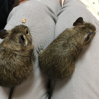 2020.11.8生まれデグーの赤ちゃん里親募集