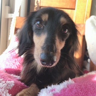 ミニチュアダックス女の子ブラックタン2歳半