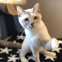 オシャレなシャム系☆まおちゃん