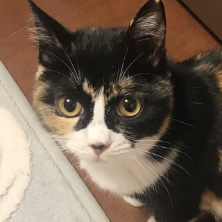 【らあもん】おかげさまで里親さまが決まりました