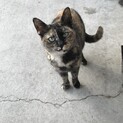 さびちゃん
