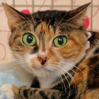 綺麗なお目目の可愛い三毛猫さんです♡