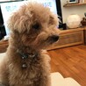 えすごん