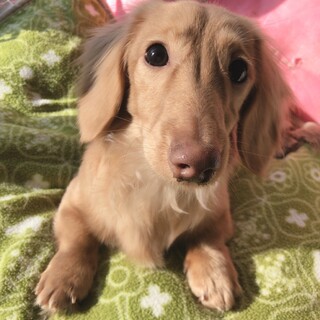 まだ幼い男の子カニヘンダックス10ヶ月