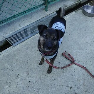 ミックス　女の子　マリちゃん