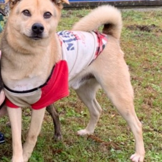 9歳ミックス　元気いっぱい　太郎君