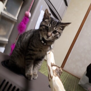 キジトラの雑種の子猫です。