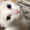 オッドアイ1〜2歳の女の子大阪Ｋ様トライアル中