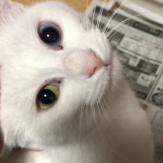 オッドアイ1〜2歳の女の子大阪Ｋ様トライアル中