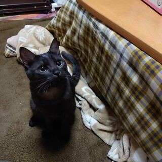 甘えん坊だけどツンデレな黒トライケメン