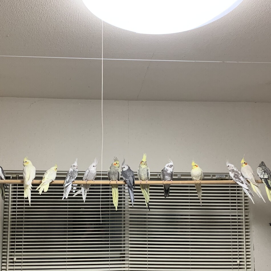 モミのカバー写真