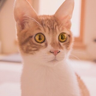 【茶白】お膝の上で撫でられたい「グリ」くん