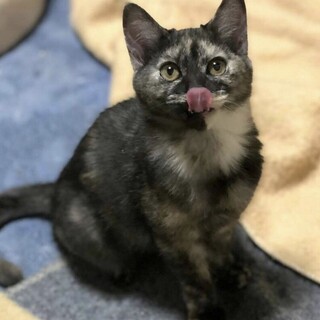お目目まん丸サビねこ☆ごまあんちゃん