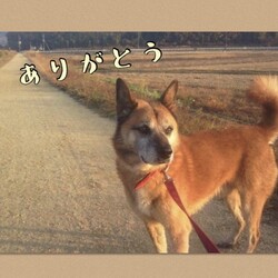 ありがとう、またね、愛君