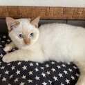 名護の公園に遺棄された子猫