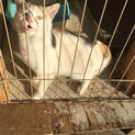 人懐こい三毛猫です