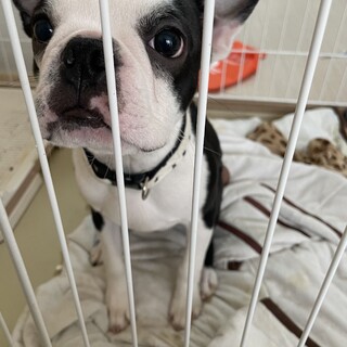 ボストンテリア