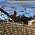 元気なボタンインコです