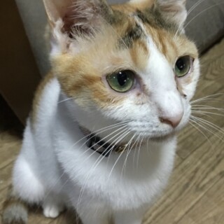 スレンダーな女子　ミー子ちゃん