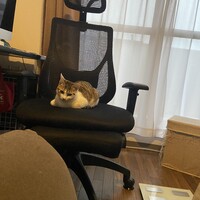 ココ