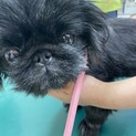 ペキニーズ クッキーちゃん
