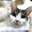 穏やかで人好きな、ハナちゃん