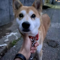 里親様決定しました✨✨ありがとうございます。