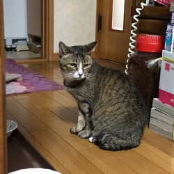 ちび春の生きる力と日本の復活を信じて…