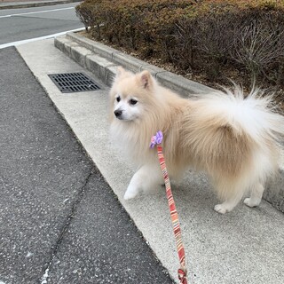 ポメラニアン♂里親を募集しています。