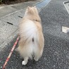 ポメラニアン♂里親を募集しています。 サムネイル2