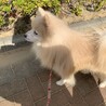 ポメラニアン♂里親を募集しています。 サムネイル3