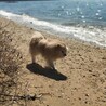 ポメラニアン♂里親を募集しています。 サムネイル4