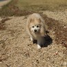 ポメラニアン♂里親を募集しています。 サムネイル6