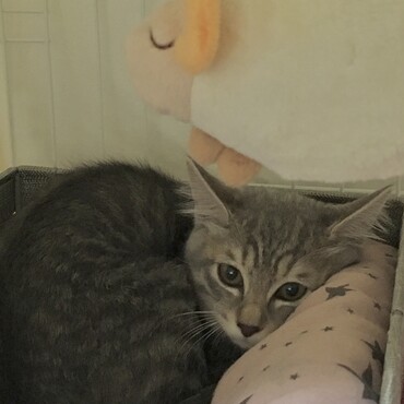 我が家に迎えた初日…とても寂しそうな表情でちっさくなってて心配(´°̥̥̥̥̥̥̥̥ω°̥̥̥̥̥̥̥̥｀)