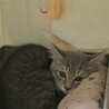我が家に迎えた初日…とても寂しそうな表情でちっさくなってて心配(´°̥̥̥̥̥̥̥̥ω°̥̥̥̥̥̥̥̥｀)