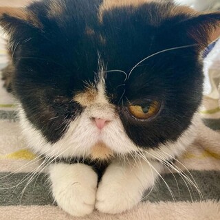 可憐で小さいエキゾチックショートへアの女の子