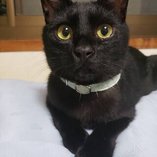 丸顔まん丸おめめの黒猫の男の子