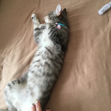 遊び疲れたにゃ…