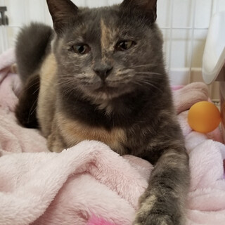 綺麗なパステルサビのおっとりネコちゃん