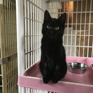 甘え上手な黒猫くん