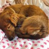 家族が決まりました サムネイル3