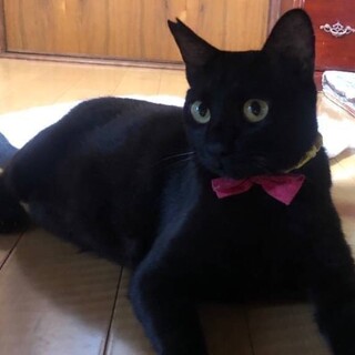 人大好き、甘えん坊、お喋りな黒猫君❣️