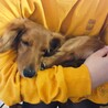 家族が決まりました サムネイル4