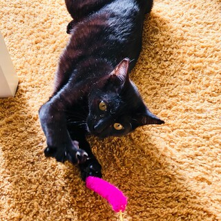 ねこじゃらしとおやつ大好き！黒猫くー君